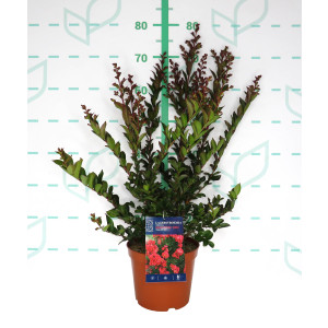Lagerstroemia Enduring ® 3.5L 40/50