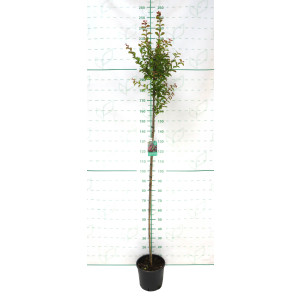Lagerstroemia indica 10L Ht 150 190/200  "Berlingot";"Petit Orchidee";"Rhapsody in PInk"; "Red Imperator"; "Alba Nivea"