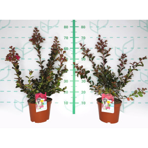Lagerstroemia indica 3.5L 40/50  "Serie Love"