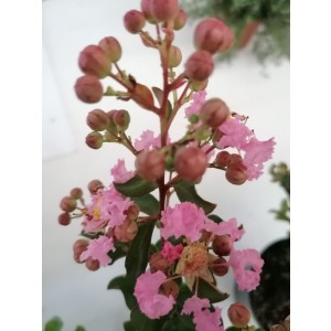 Lagerstroemia indica 30L 110/130