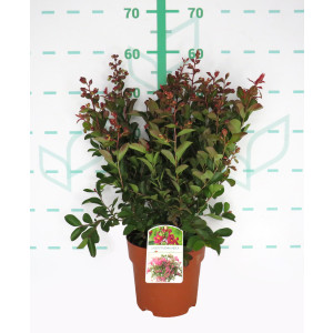 Lagerstroemia indica 3L 30/40