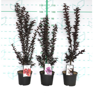 Lagerstroemia indica "Black Diamond" 3.5L 60/80