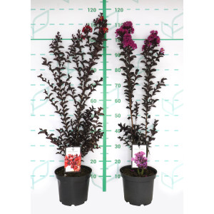 Lagerstroemia indica "Black Diamond" 5L 70/90