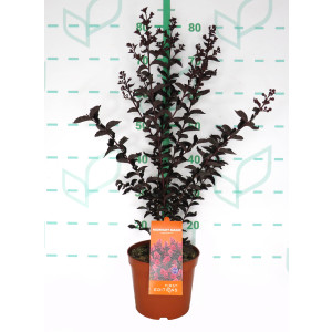 Lagerstroemia indica "Midnight Magic" ® 3.5L 40/50