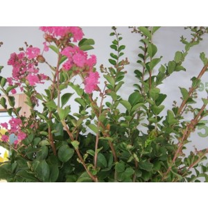 Lagerstroemia indica 50L Ht 220-250 300/350 Ø16/18 Rosea