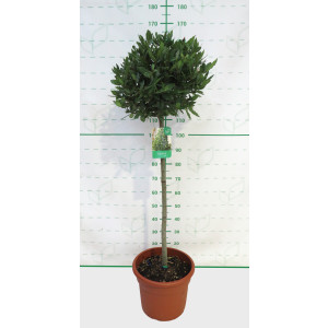 Laurus nobilis 25L Deco Ht 100 130/150