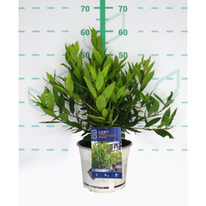 Laurus nobilis "Little Ragu" ® 4L 30/40