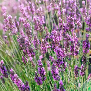 Lavandula dentata  3L 30/40 var. Candicans