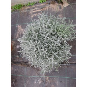 Lavandula angustifolia 10L 40/50 "Alba" 