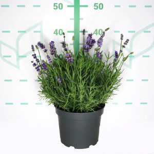 Lavandula angustifolia 3L 20/25