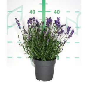 Lavandula angustifolia M14 15/20 