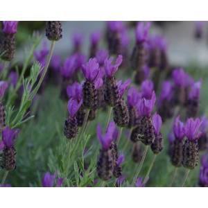 Lavandula stoechas M14