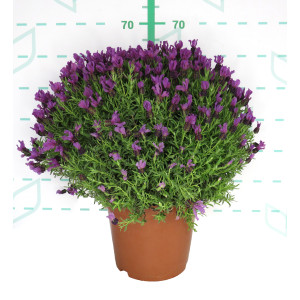 Lavandula stoechas 10L 30/40