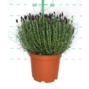 Lavandula stoechas 10L