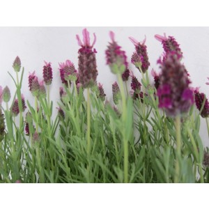 Lavandula stoechas 3L 20/30