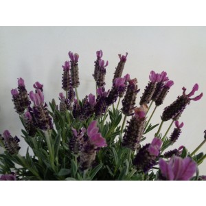 Lavandula angustifolia 3L 20/25