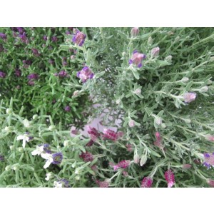 Lavandula stoechas 5L 20/30 "La Diva Big Night"