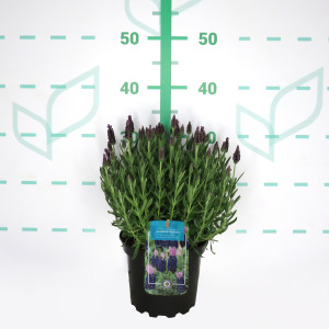 Lavandula stoechas ® 2L 30/40 "La Diva Big Night"