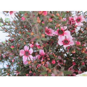 Leptospermum scoparium 2L 20/30