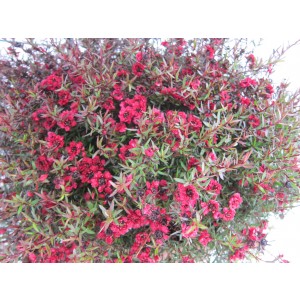 Leptospermum scoparium 7.5L Ht 80 90/100