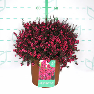Leptospermum scoparium 10L 30/40 "Martini";"Crimson Glory"; "Red Damask"