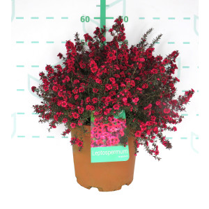 Leptospermum scoparium 10L 30/40 "Martini"