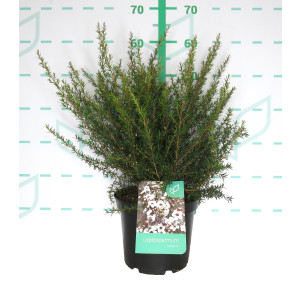 Leptospermum scoparium 5L 30/40 DP 30/40