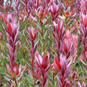 Leucadendron sp 2L "Safari Sunset";"Golden Mitre"; "Red Gem"