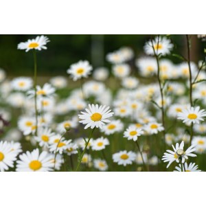 Leucanthemun 2L R/C