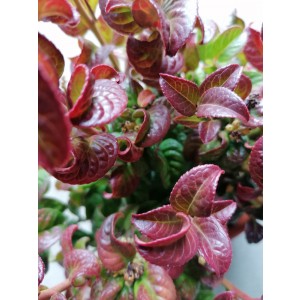 Leucothoe axillaris "Curly Red" 2L 15/20