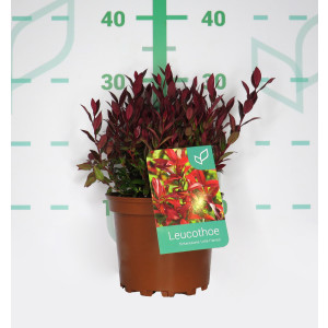 Leucothoe fontanesiana "Little Flames" 2L 20/30