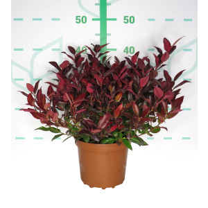 Leucothoe "Zeblid" 2.5L 20/30