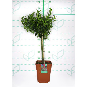 Ilex aquifolium "Alaska" 11L Cuadrada Ht 80/100 40/50 (Mini Copa)