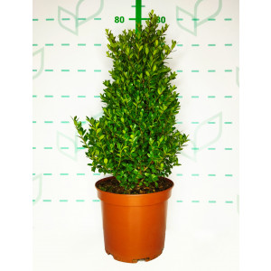 Ilex crenata "Caroline Upright" 7.5L Cónico