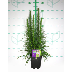 Liatris spicata "Floristan Violet" 2L R/C 10/20