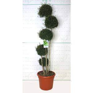 Ligustrum jonandrum 35L Deco Ht 50-80-110-140 1907