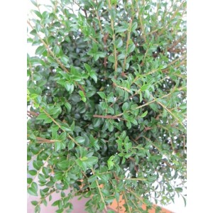 Ligustrum jonandrum 15L Deco Ht 50 70/80