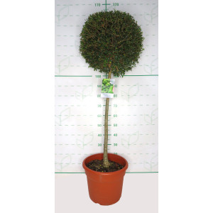 Ligustrum jonandrum 25L Ht 80 110/120
