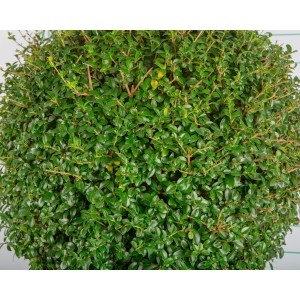 Ligustrum jonandrum 35L Deco Ht 30-70-110 140/150