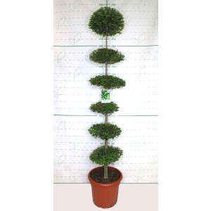 Ligustrum jonandrum 35L Deco 6 Platos 190