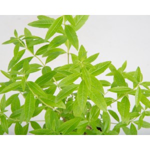 Lippia citriodora M11 10/ 15