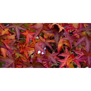 Liquidambar styraciflua 3L 80/100