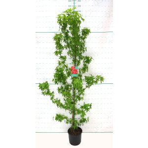 Liquidambar styraciflua 10L 130/150 Ø6-8