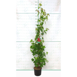 Liquidambar styraciflua 10L 170/210 Ø6-8
