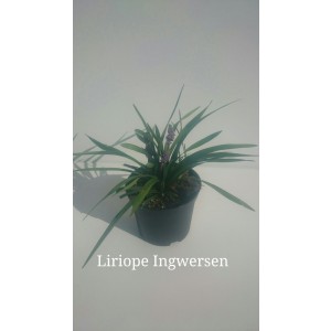 Liriope sp 2L R/C 20/30 "Big Blue";"Ingwersen";"Variegata", "Monroe White"