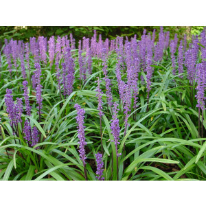 Liriope muscari "Big Blue" 2.5L 15/20