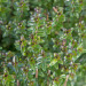 Lonicera nitida 2L 10/15