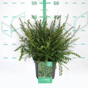Lonicera nitida 2L 10/15