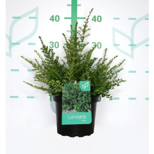 Lonicera nitida 2L 10/15