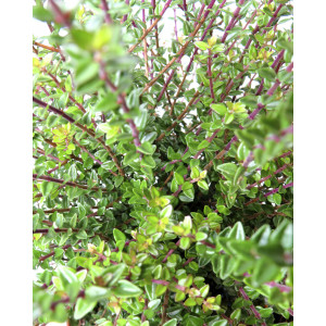 Lonicera nitida "Parmin" 2L 15/20 DP 15/20